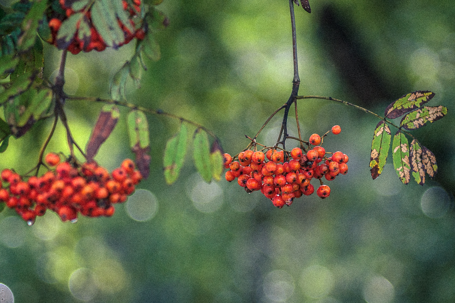 Summer mood. - My, Summer, Nature, Photo, Longpost