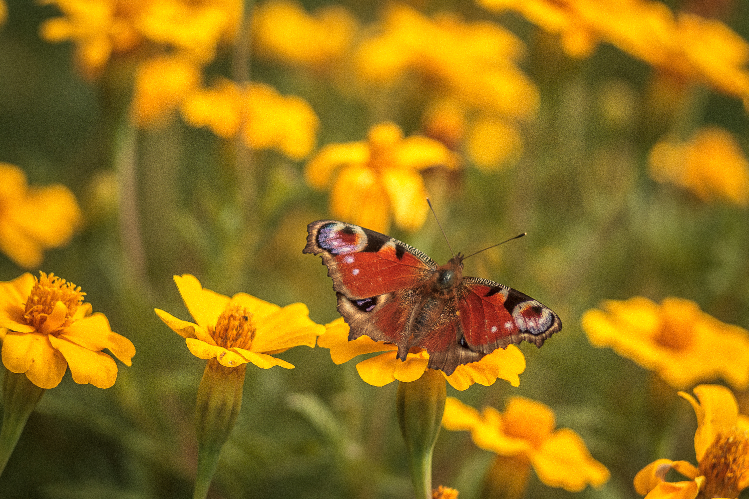 Summer mood. - My, Summer, Nature, Photo, Longpost