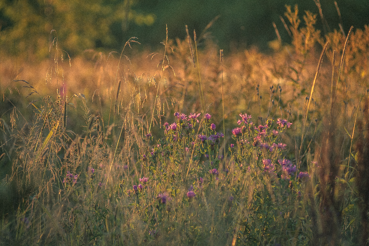 Summer mood. - My, Summer, Nature, Photo, Longpost