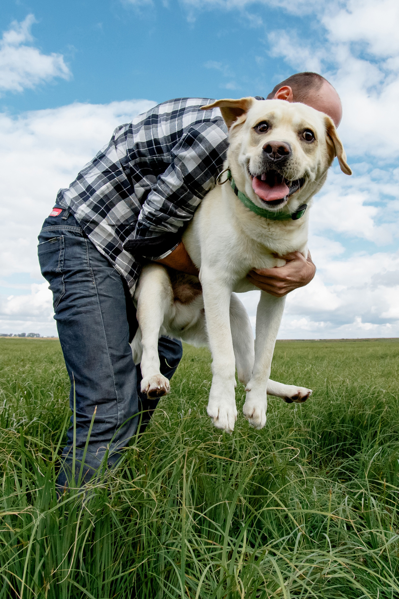 Funny dog))) - My, Labrador, Elvis Presley, Dog