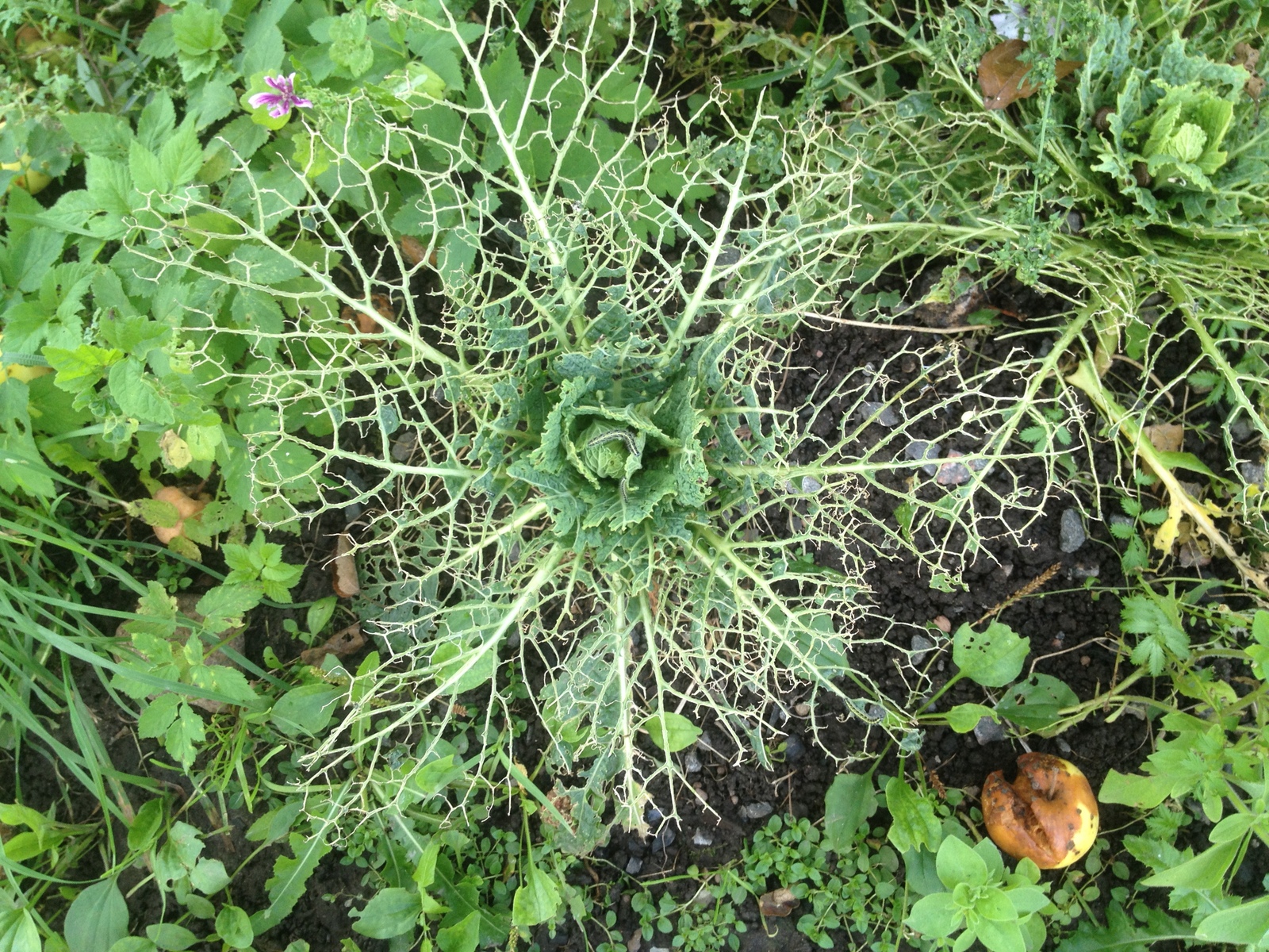 diet cabbage - Cabbage, Garden