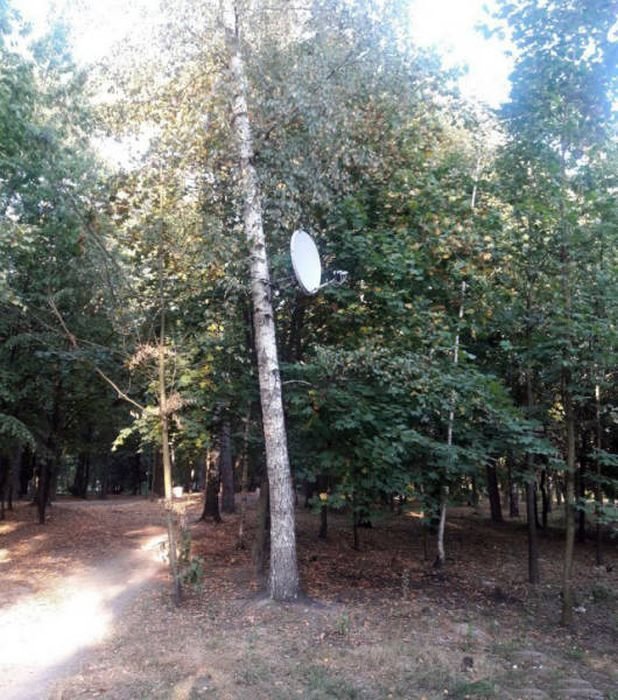 Access point - Forest, Antenna, Communication services, , Cellular operators, Top secret