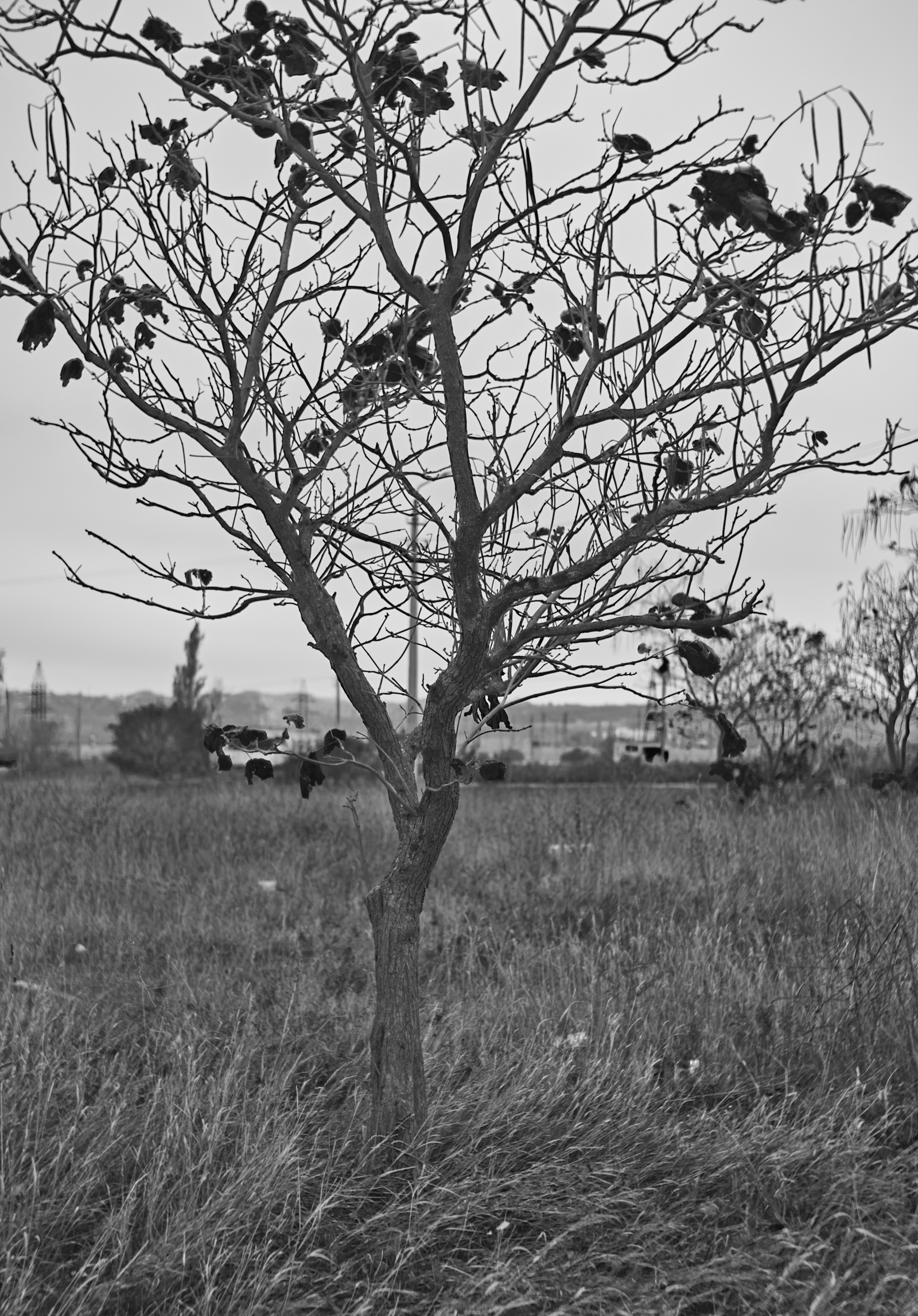 Last drops. - My, Tree, Autumn, Fallen leaves, The photo, Black and white photo, Photo, I want criticism, Autumn leaves