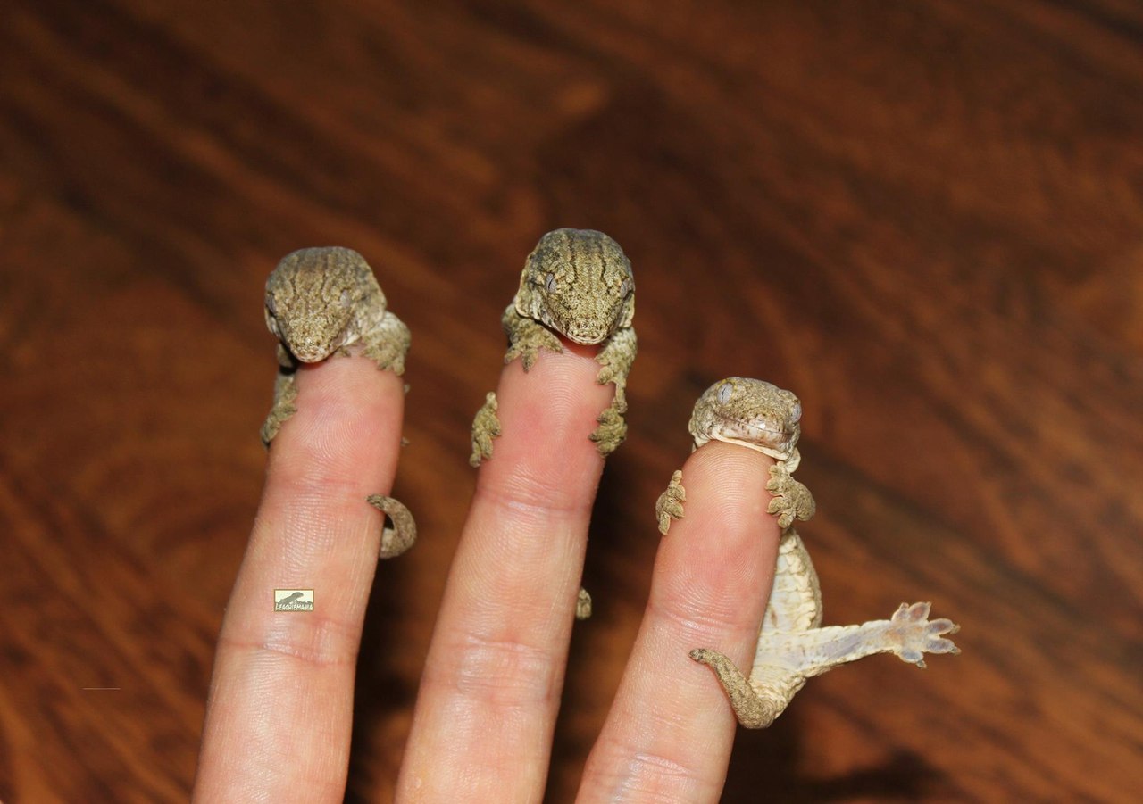 There will always be someone who will ruin the group portrait - Lizard, Milota, Terrariumistics, Gecko