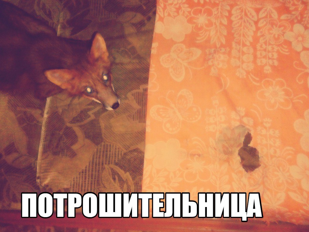 If your fox..... - Fox, Domestic fox, Fyr, Milota, Animals, Ururu, Katrin1989, Pet, Longpost, Pets