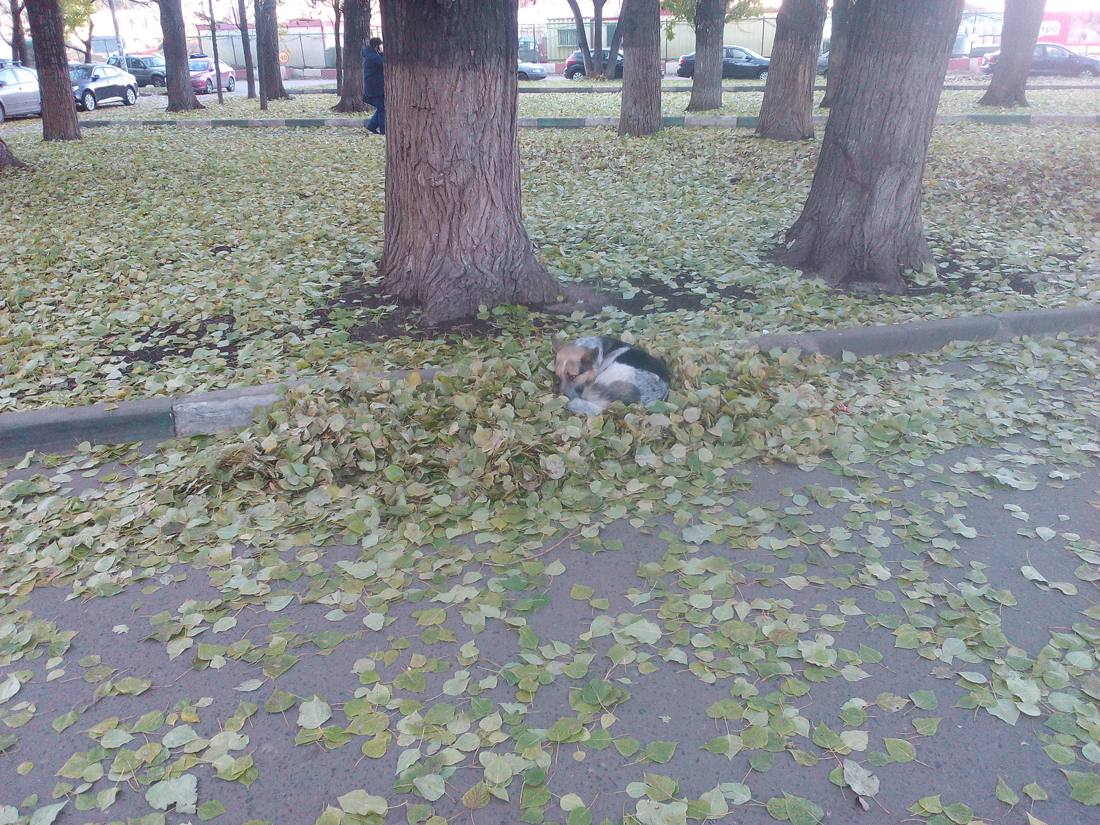 dog in leaves) - My, Dog, Milota, Autumn, Nicely