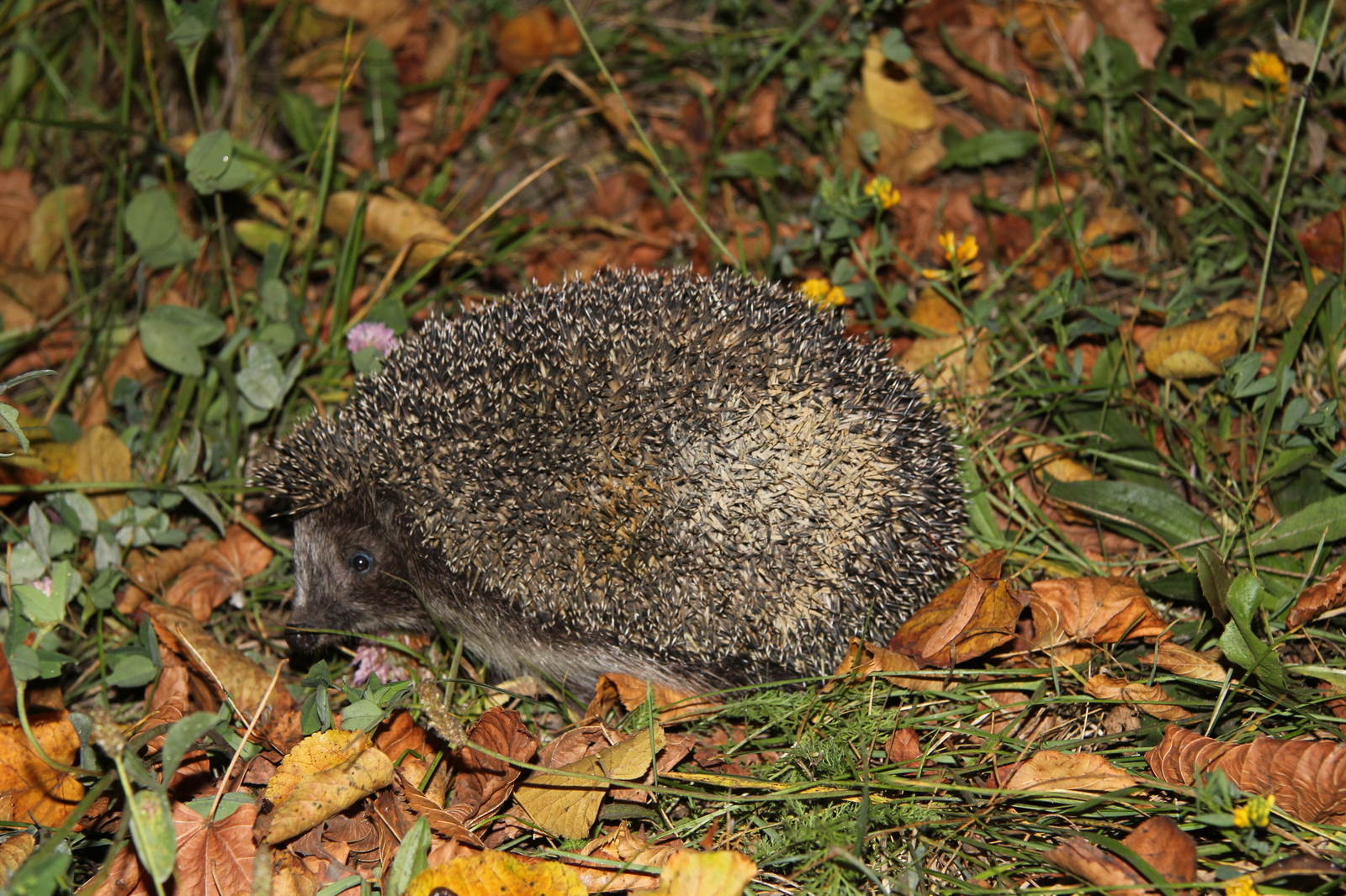 Hedgehog - My, cat, Hedgehog