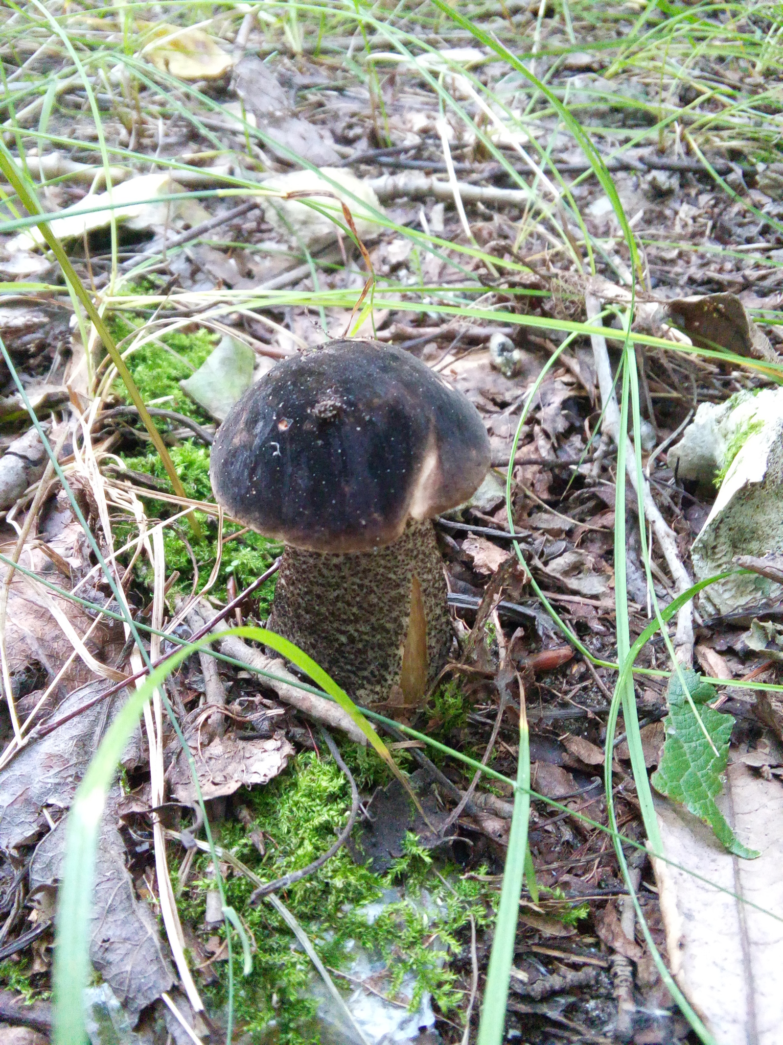 Mushroom Photos - My, Mushrooms, The photo, Nature, Summer, Forest, Photo, beauty, 2016, Longpost