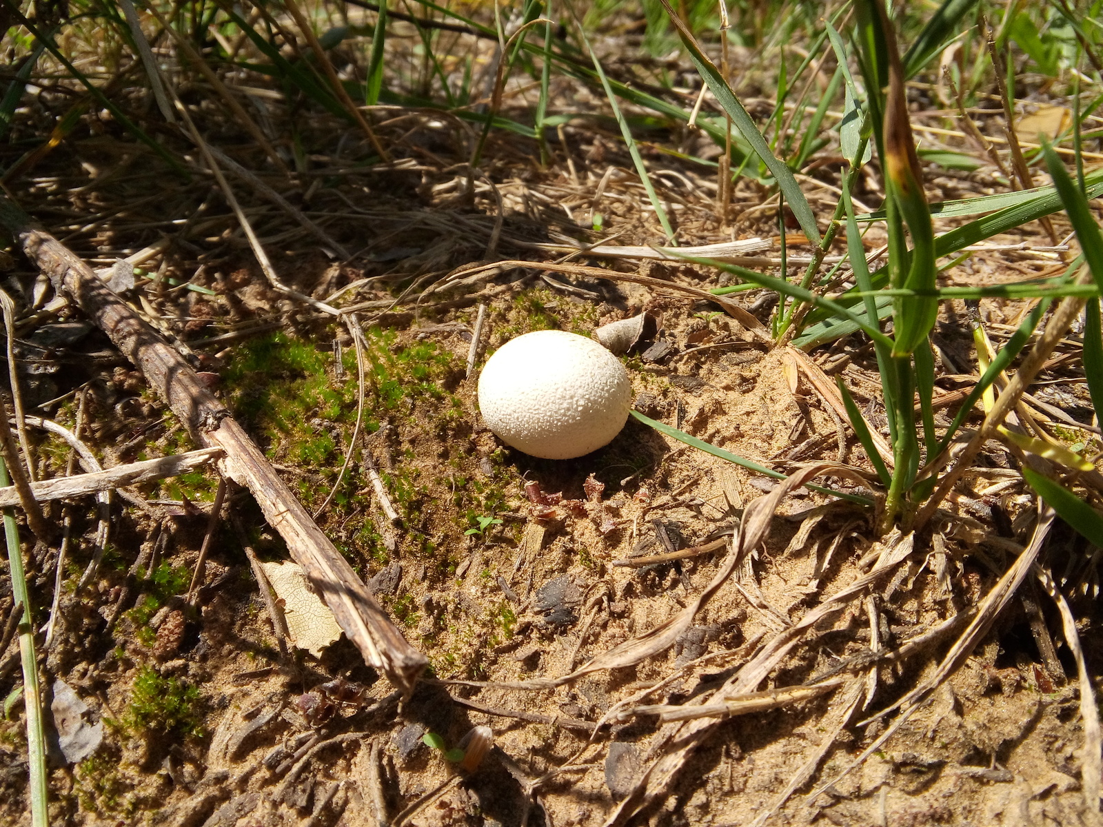 Mushroom Photos - My, Mushrooms, The photo, Nature, Summer, Forest, Photo, beauty, 2016, Longpost