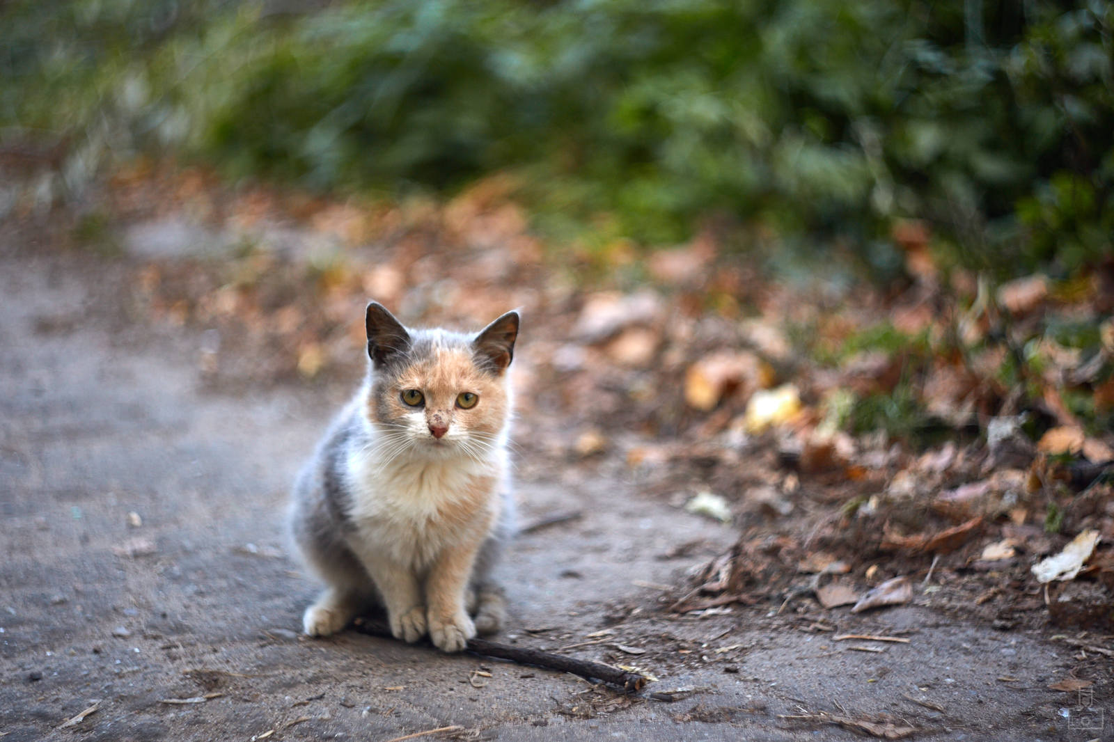 village kittens - My, cat, Photo, Milota, Helios, Longpost