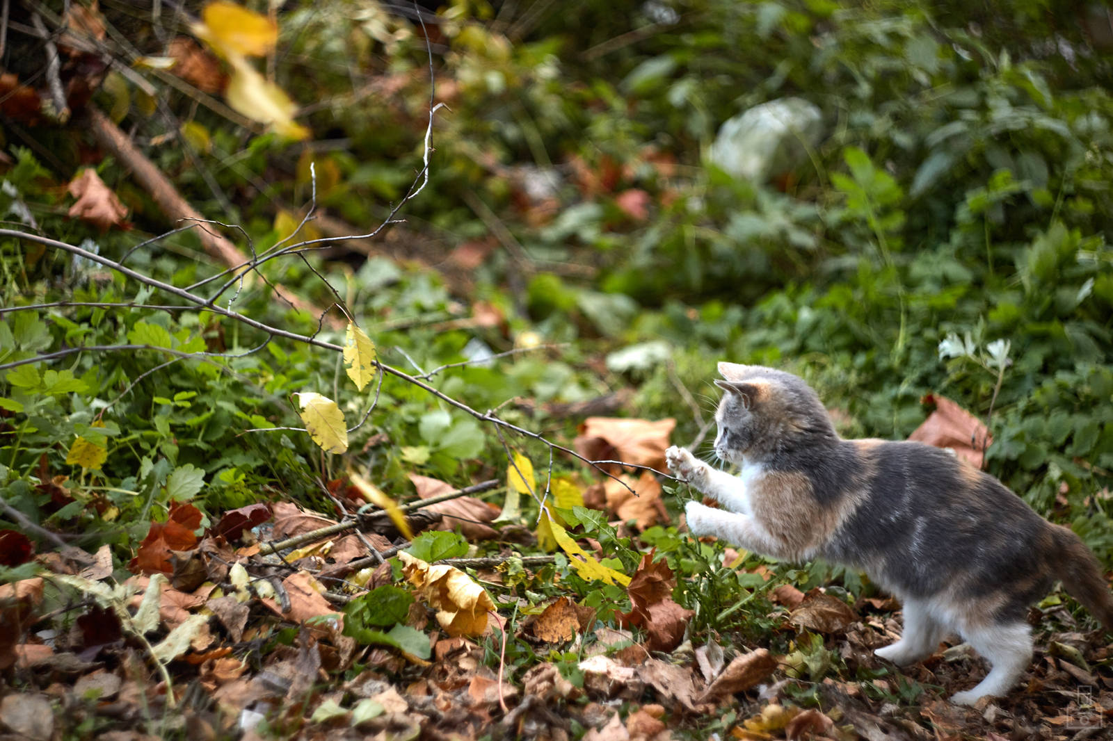 village kittens - My, cat, Photo, Milota, Helios, Longpost