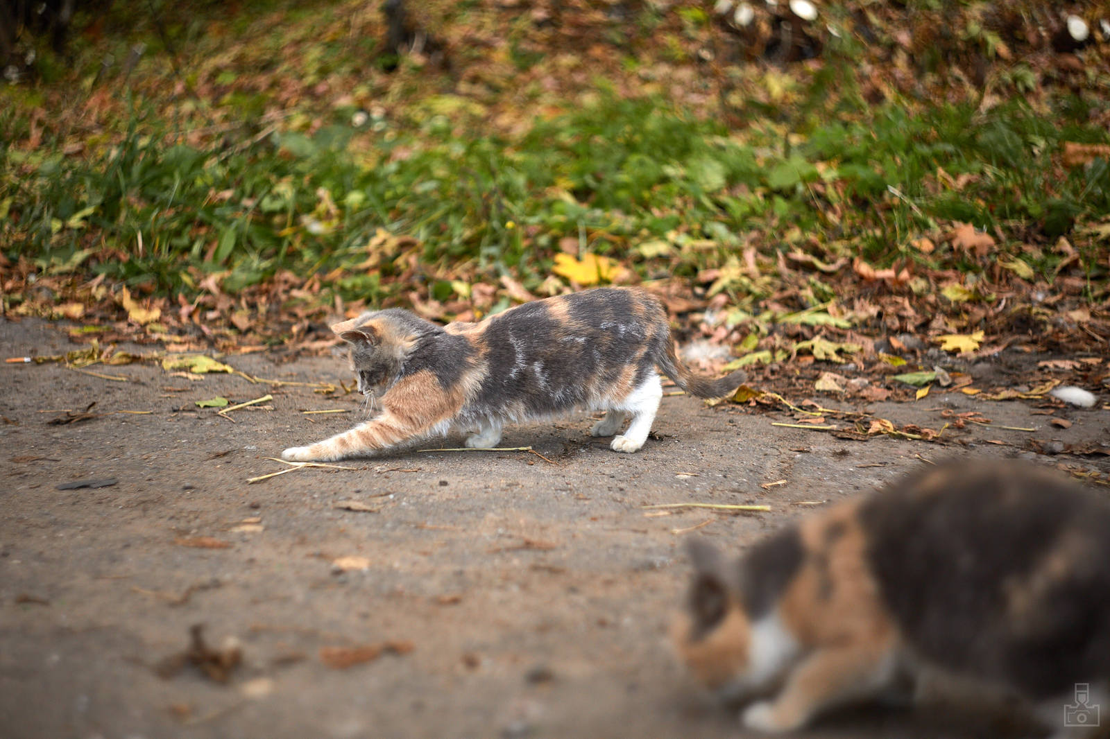 village kittens - My, cat, Photo, Milota, Helios, Longpost