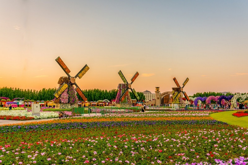 Flower Miracle Park in Dubai - Dubai, Flowers, The park, Longpost