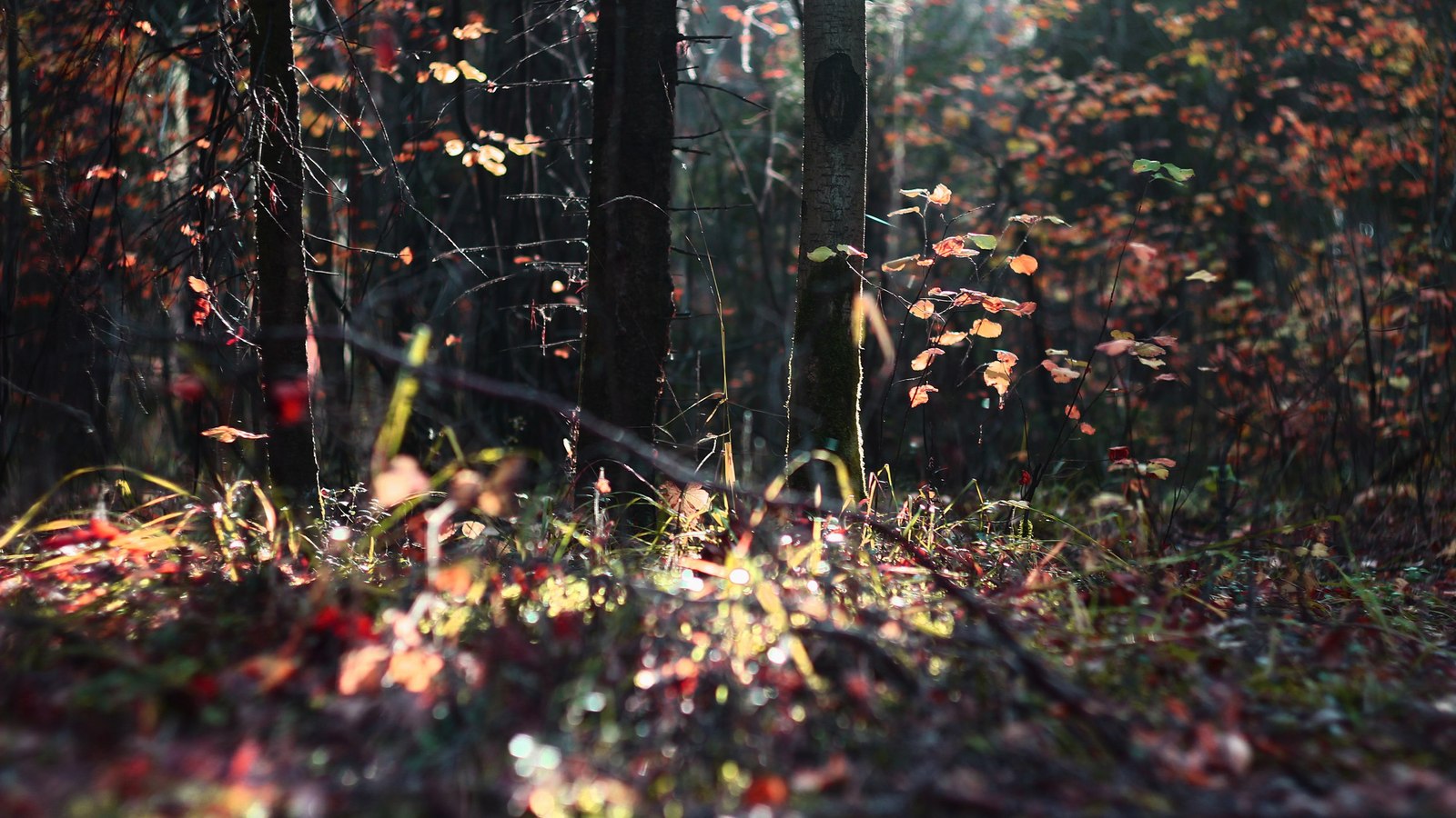 Morning in the forest - My, Forest, Photo, Autumn, My, Longpost