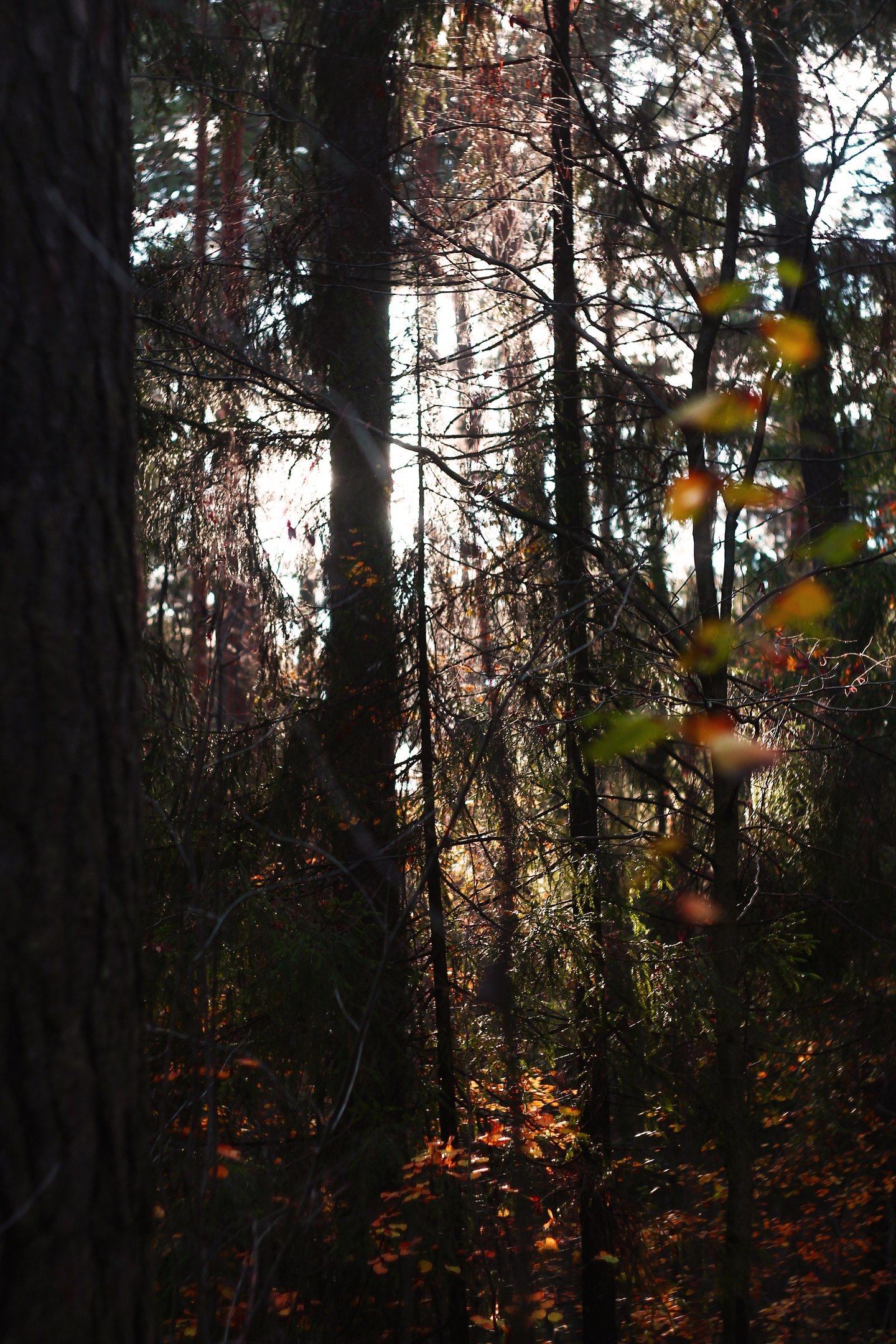 Morning in the forest - My, Forest, Photo, Autumn, My, Longpost