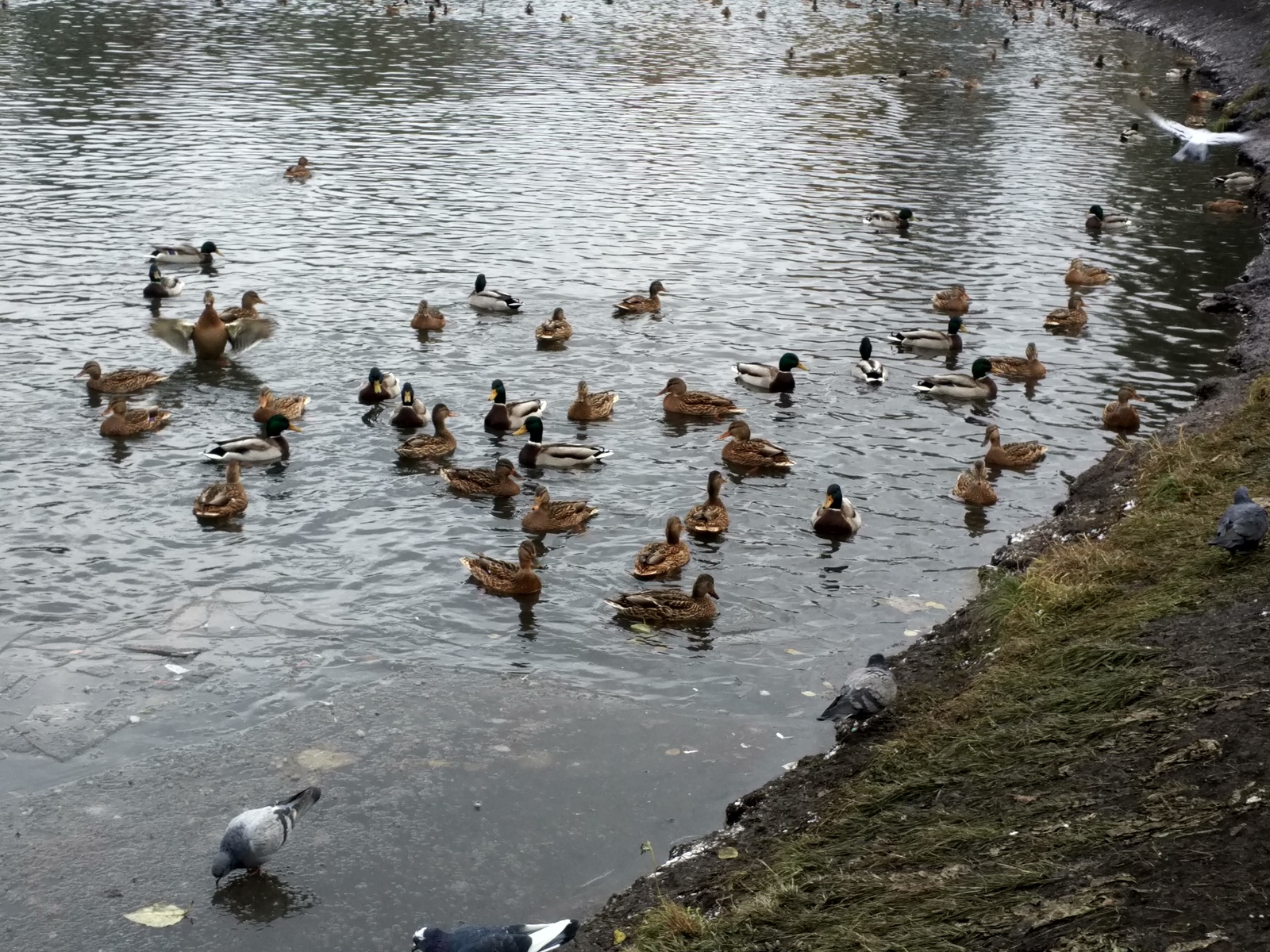 Ducks occupied the city lake, well, pigeons at the same time - My, Tomsk, Lake, Duck, Photo, Birds, Winter, Milota, Longpost