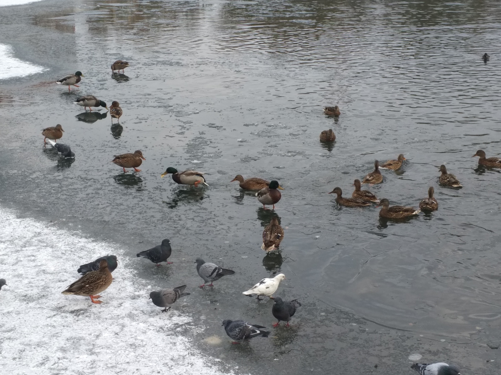 Ducks occupied the city lake, well, pigeons at the same time - My, Tomsk, Lake, Duck, Photo, Birds, Winter, Milota, Longpost