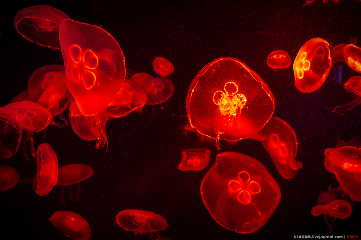 The girl in the aquarium. - My, Girl, Sea, A fish, Photo, Jellyfish, Singapore, Longpost