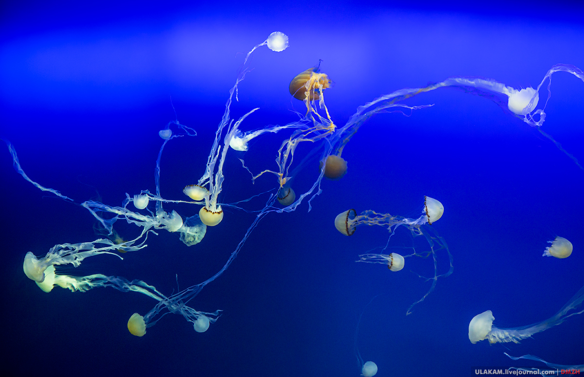 The girl in the aquarium. - My, Girl, Sea, A fish, Photo, Jellyfish, Singapore, Longpost