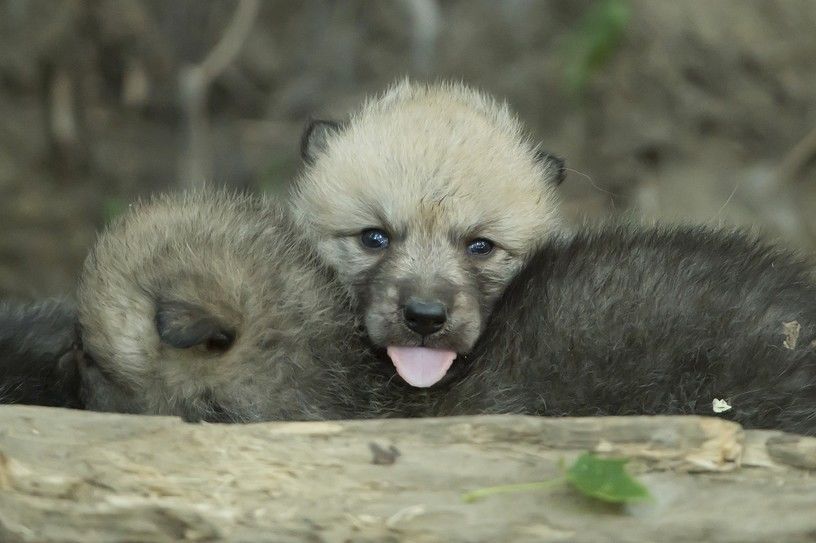 Wolf cub - Cubs, Positive, Not mine, Language, Zoo, Kishinev