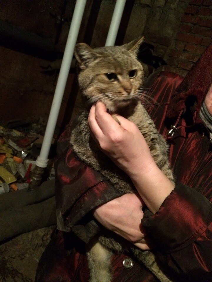 Dobropost - cat, Longpost, Voronezh, Good people, Animal Rescue