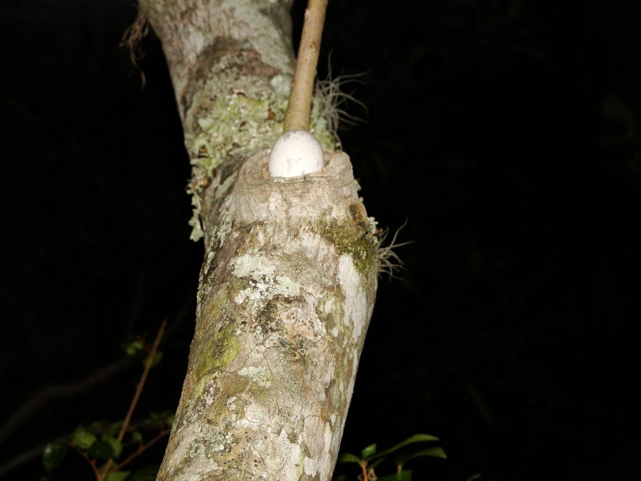 How forest nightjars nest - Nightjar, Forest nightjars, Birds, Giant Goat, Longpost