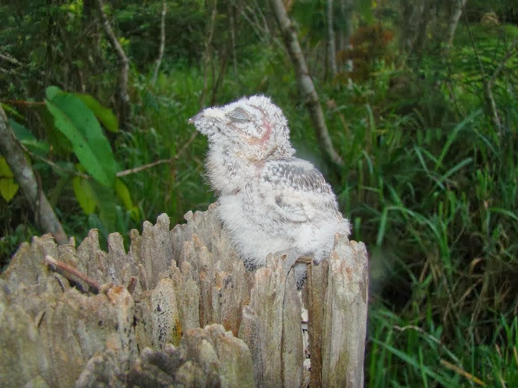 How forest nightjars nest - Nightjar, Forest nightjars, Birds, Giant Goat, Longpost