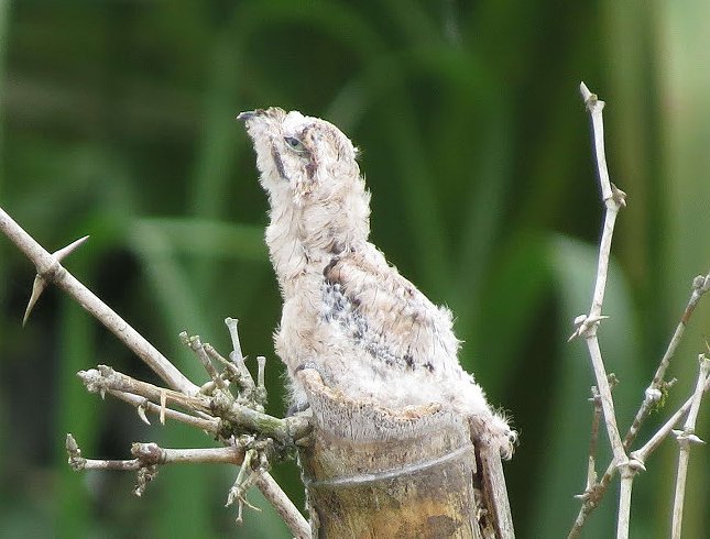 How forest nightjars nest - Nightjar, Forest nightjars, Birds, Giant Goat, Longpost