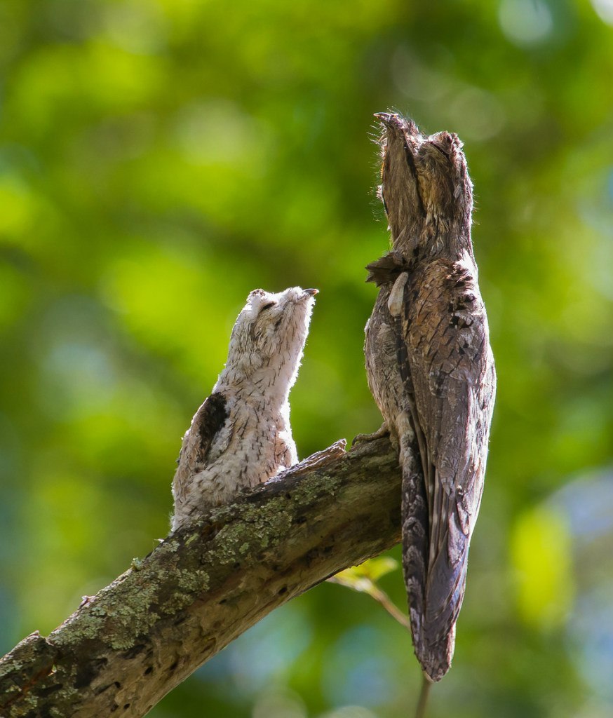 How forest nightjars nest - Nightjar, Forest nightjars, Birds, Giant Goat, Longpost