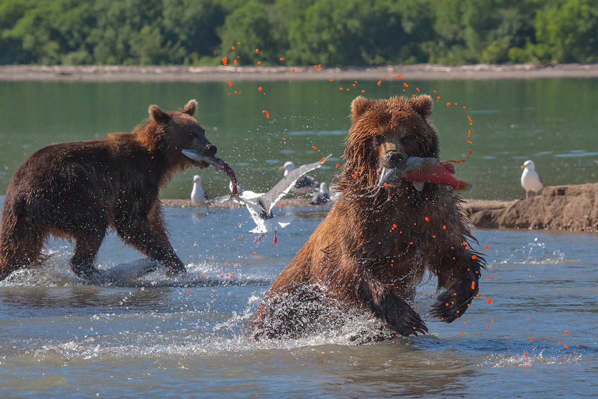 Amazing Russia - Russia, Kamchatka, Amazing, Nature, The Bears, The mountains, Longpost, Klyuchevskoy Volcano