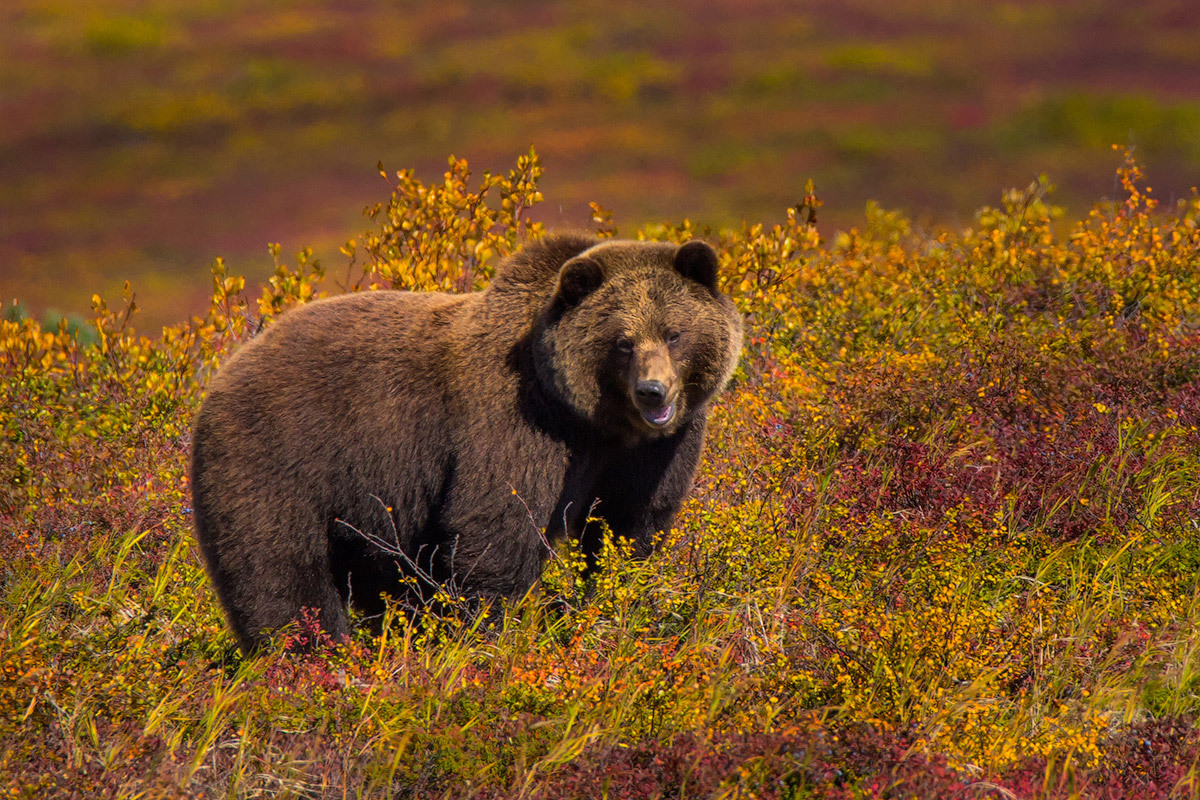 Amazing Russia - Russia, Kamchatka, Amazing, Nature, The Bears, The mountains, Longpost, Klyuchevskoy Volcano