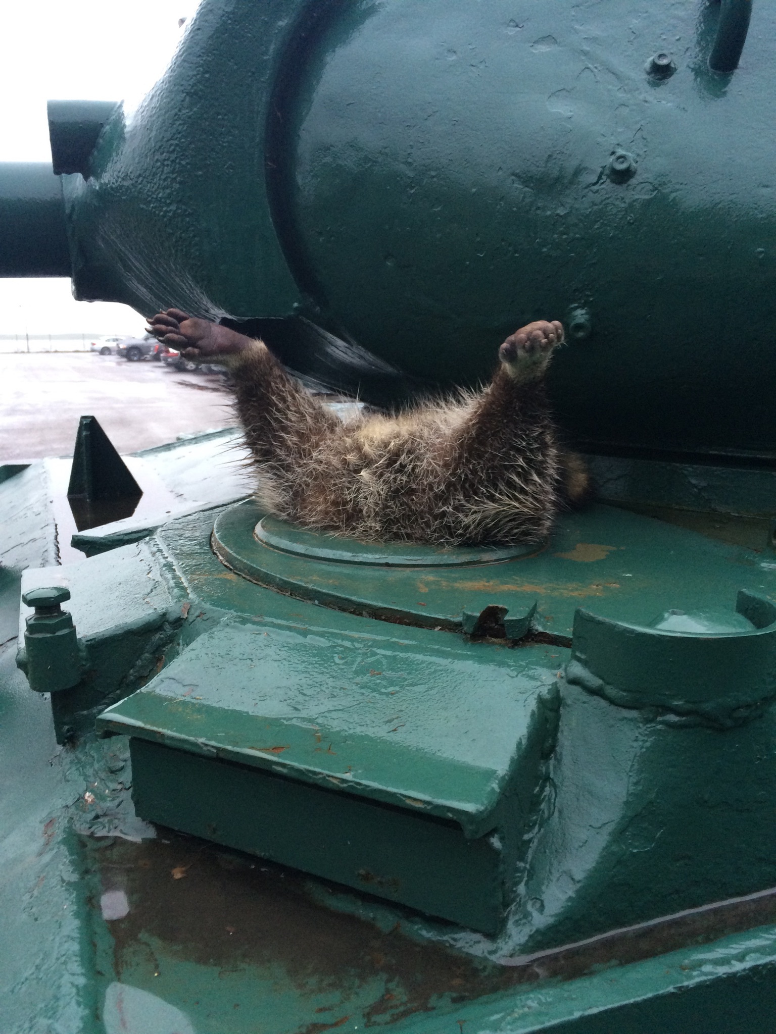 Ready to shoot! - Tanks, Animals