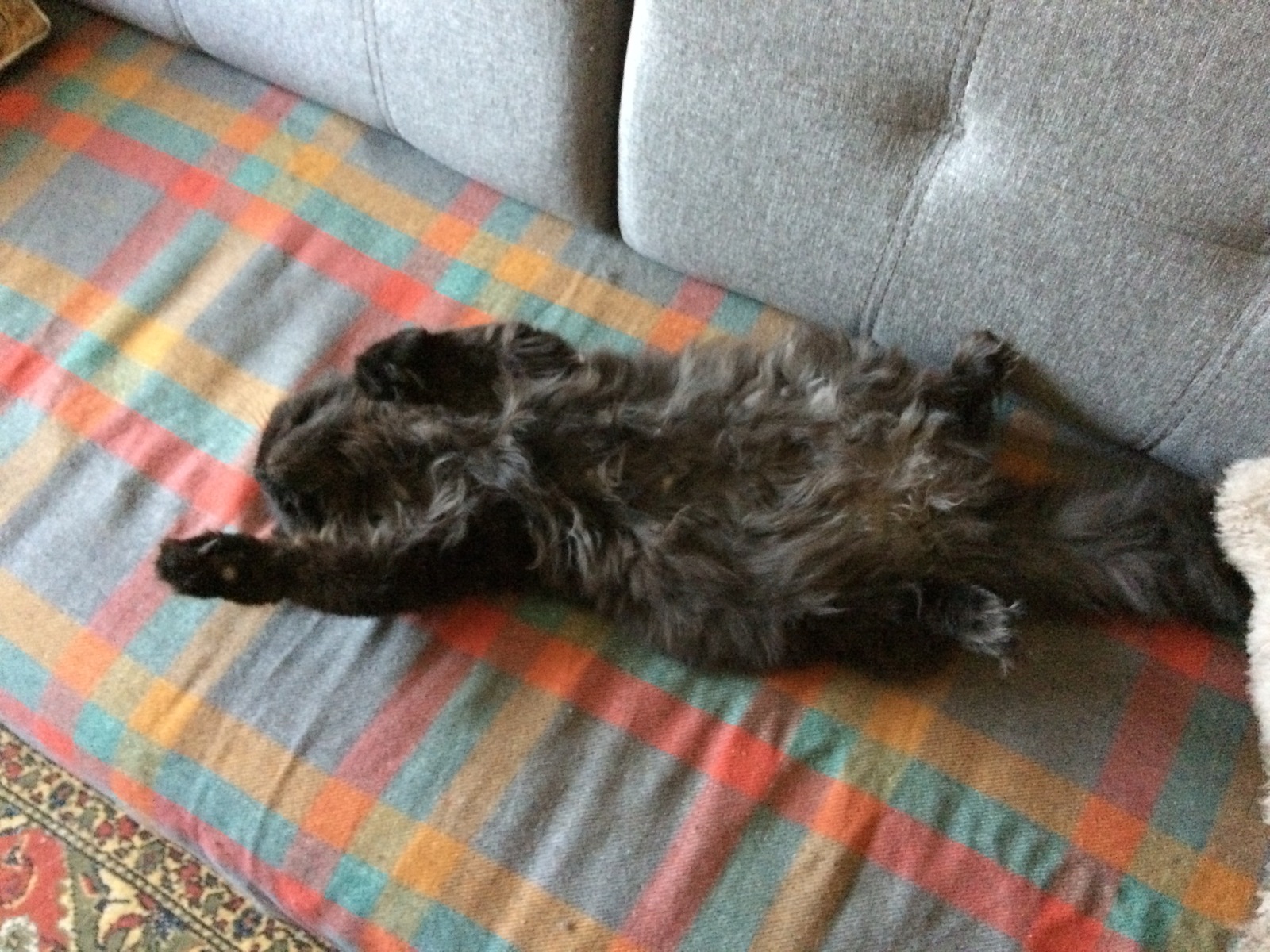 Finally the weekend - My, cat, Sofa, Dream, Weekend