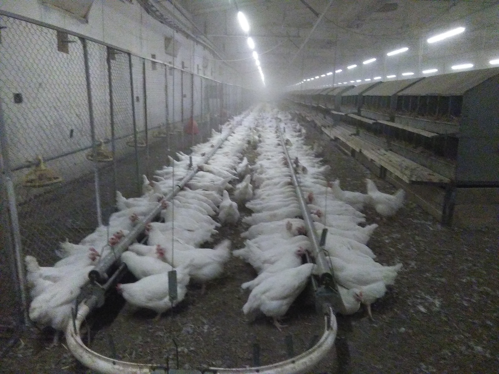 Perfectionistic chicken feeding. - My, Poultry farm, Food, Ryaba chicken, Eggs, Hen, Poultry farm