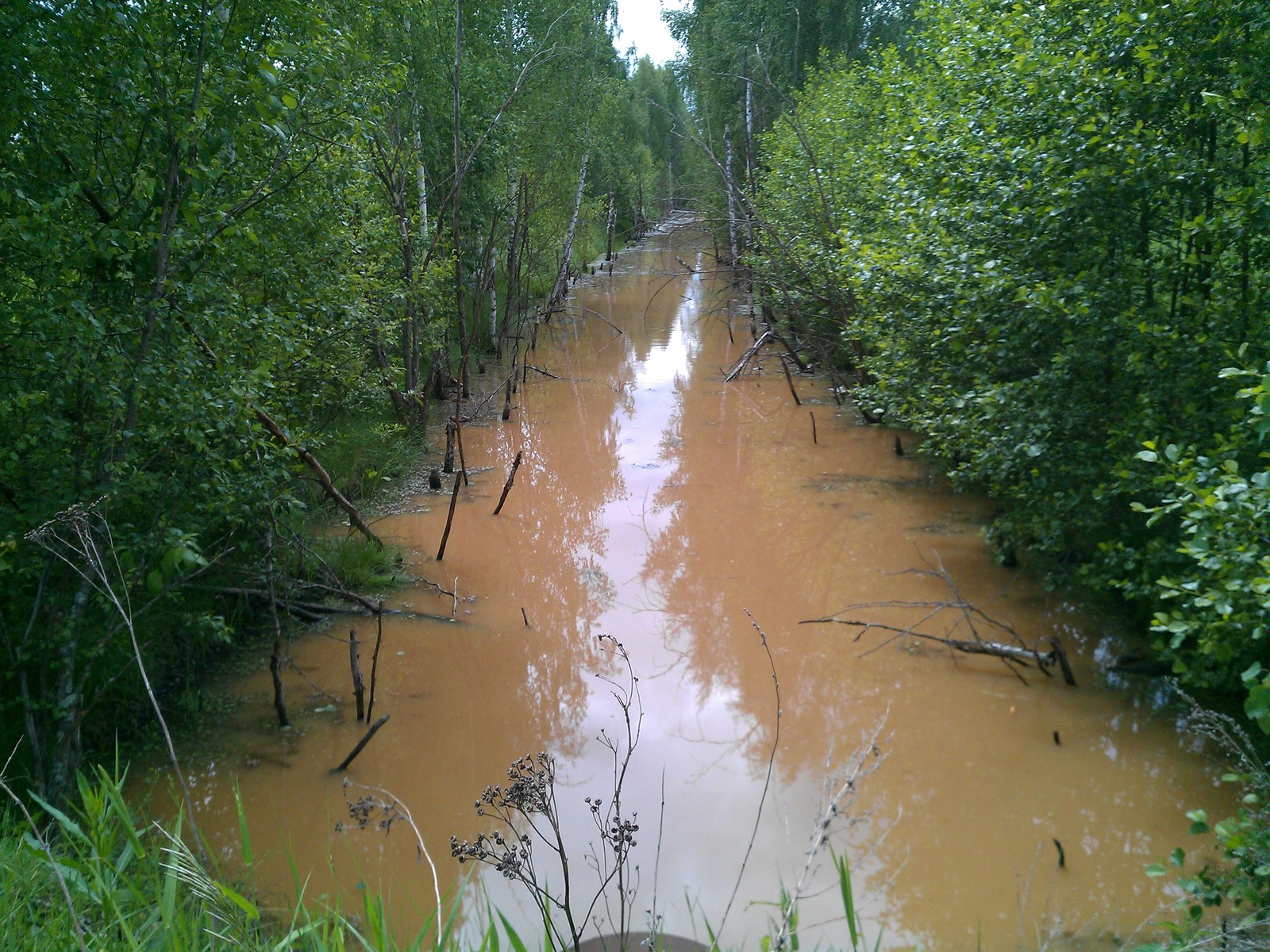 coffee river - My, River, Coffee, Nature