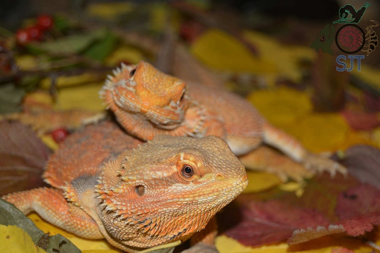 Heading Our animals. - My, Exotic animals, Zoo, Hobby, Heading, Agama, Lizard, Longpost