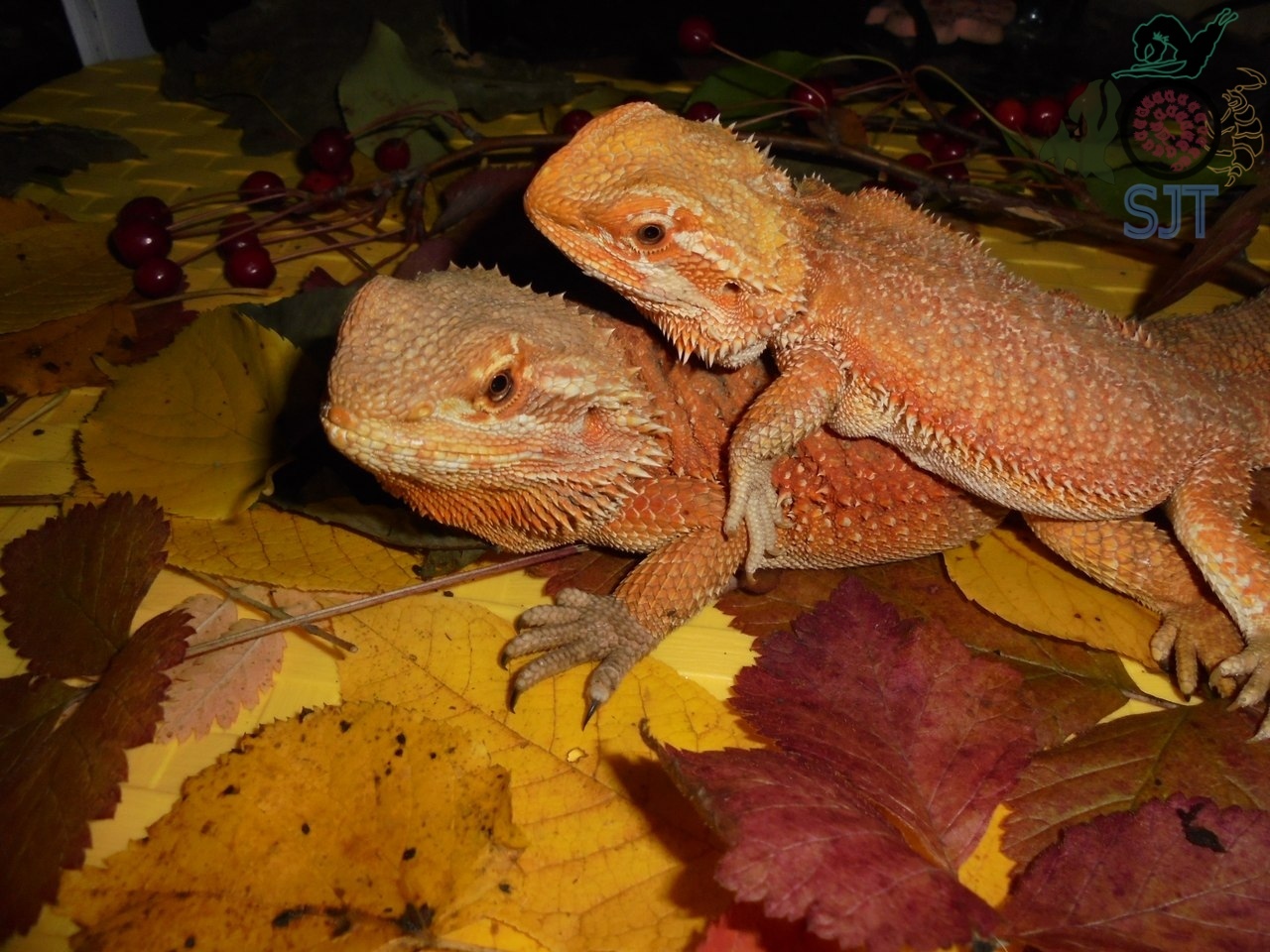 Heading Our animals. - My, Exotic animals, Zoo, Hobby, Heading, Agama, Lizard, Longpost