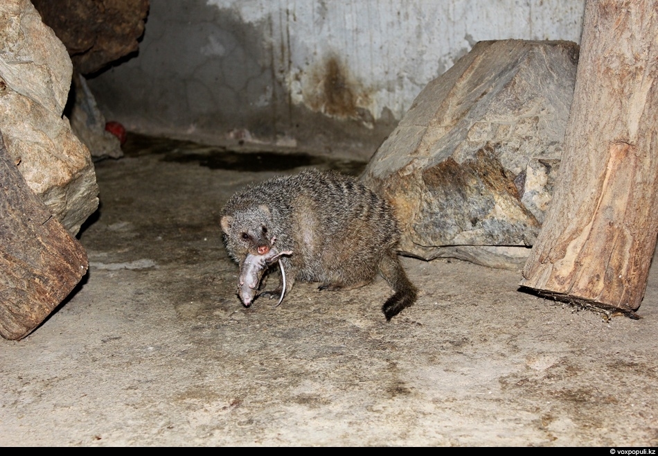 Striped mongoose - 1 part (In nature) - My, , Longpost, Mongoose