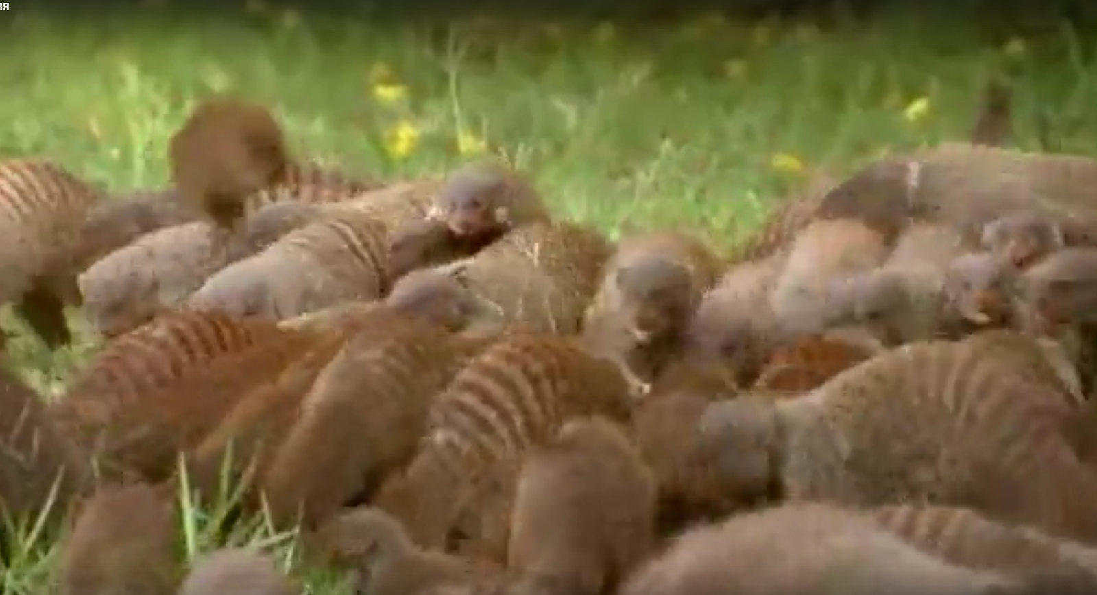 Striped mongoose - 1 part (In nature) - My, , Longpost, Mongoose