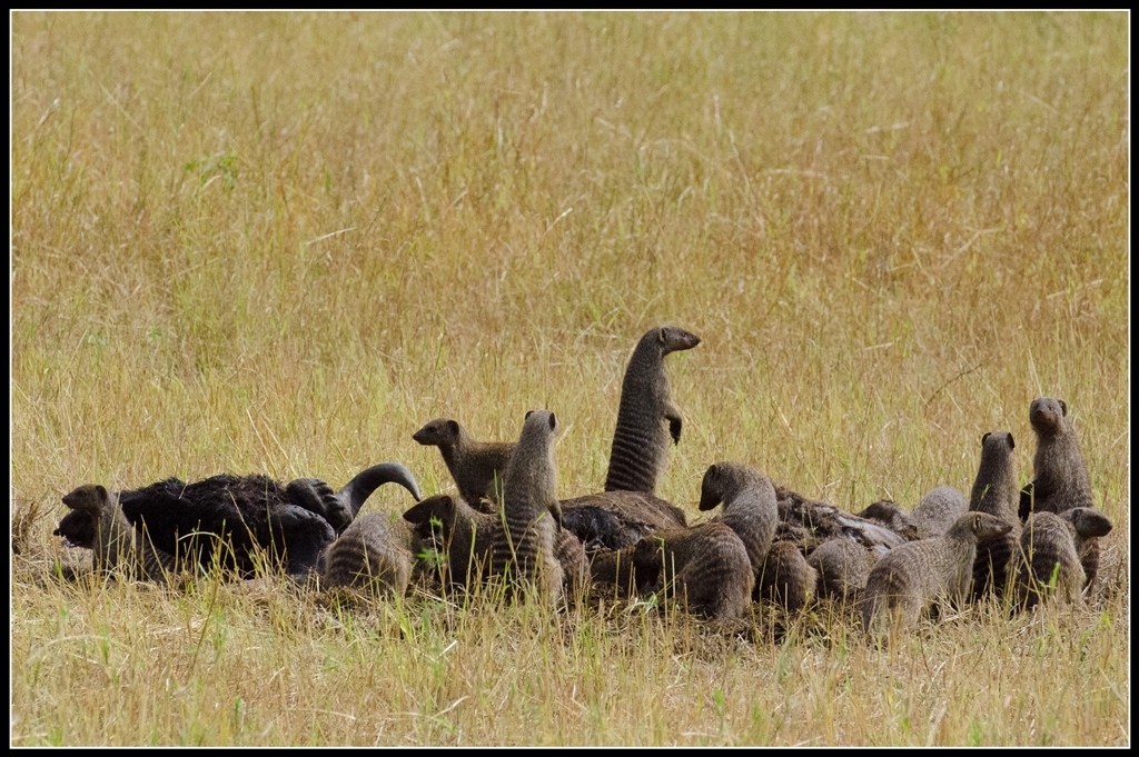 Striped mongoose - 1 part (In nature) - My, , Longpost, Mongoose