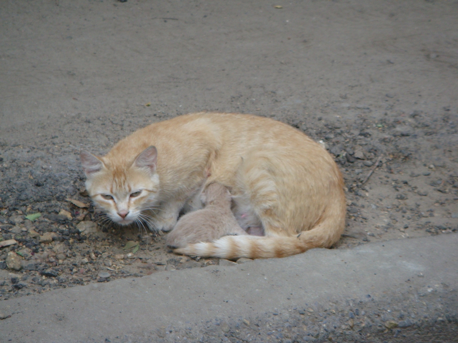 Small miracle. - My, Photo, cat