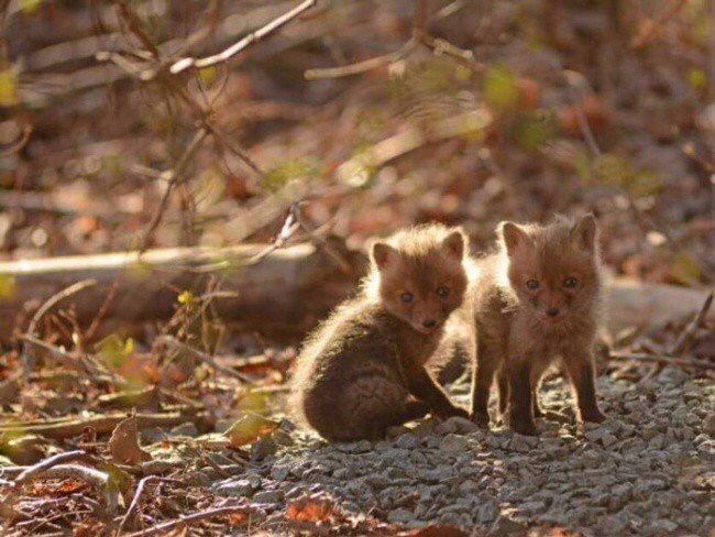 copper treasure - Images, Longpost, In contact with, Fox