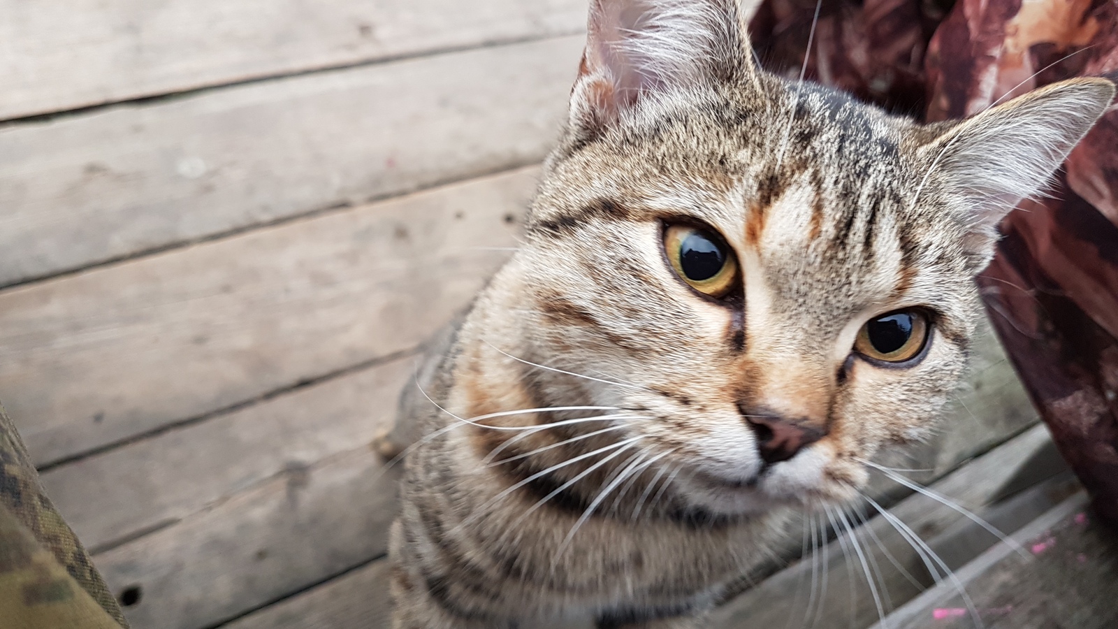 A real wild cat! - My, cat, Fishing, Longpost