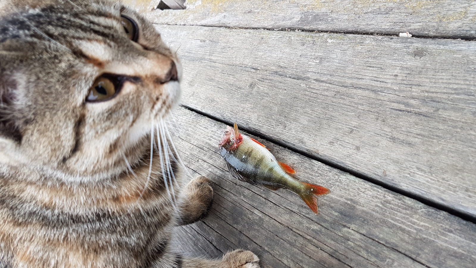 A real wild cat! - My, cat, Fishing, Longpost