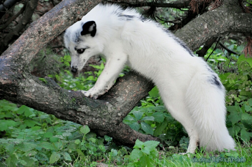 Meet Archie the fox)) - My, Domestic fox, Fox, , Pet, Pets