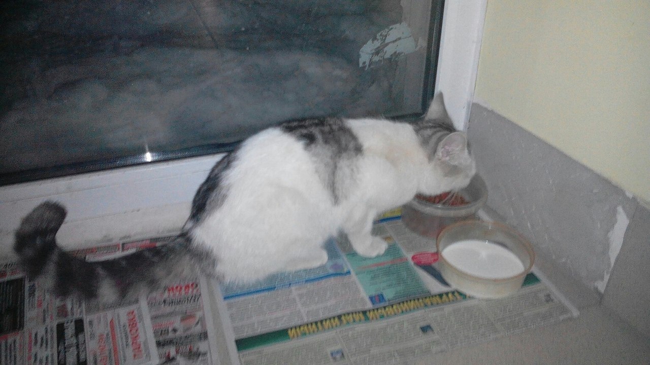 Novosibirsk, a cat was found. - My, cat, Lost, Novosibirsk, Akademgorodok, Animals, Help