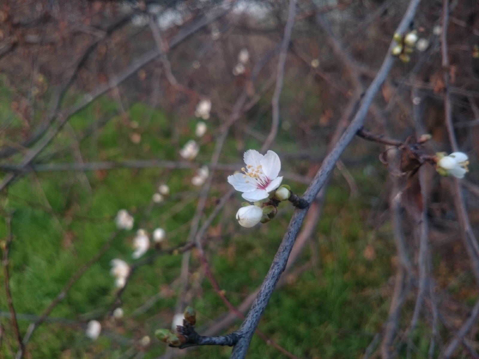 Someone has snow outside, and cherry plum is blooming in Krasnodar ... - Krasnodar, Cherry plum, Flowers, October