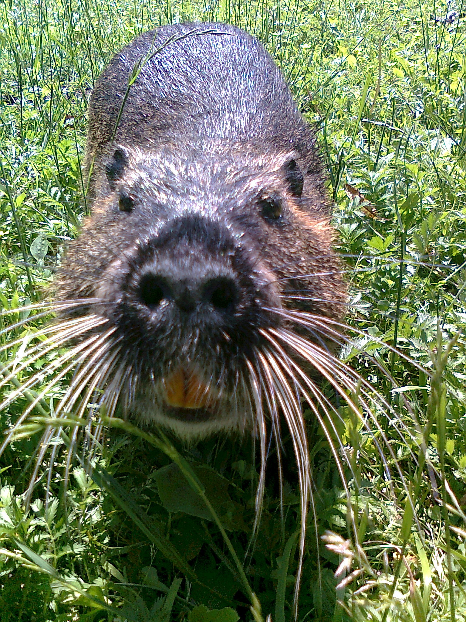 Do you have what? - My, Otter, Teeth