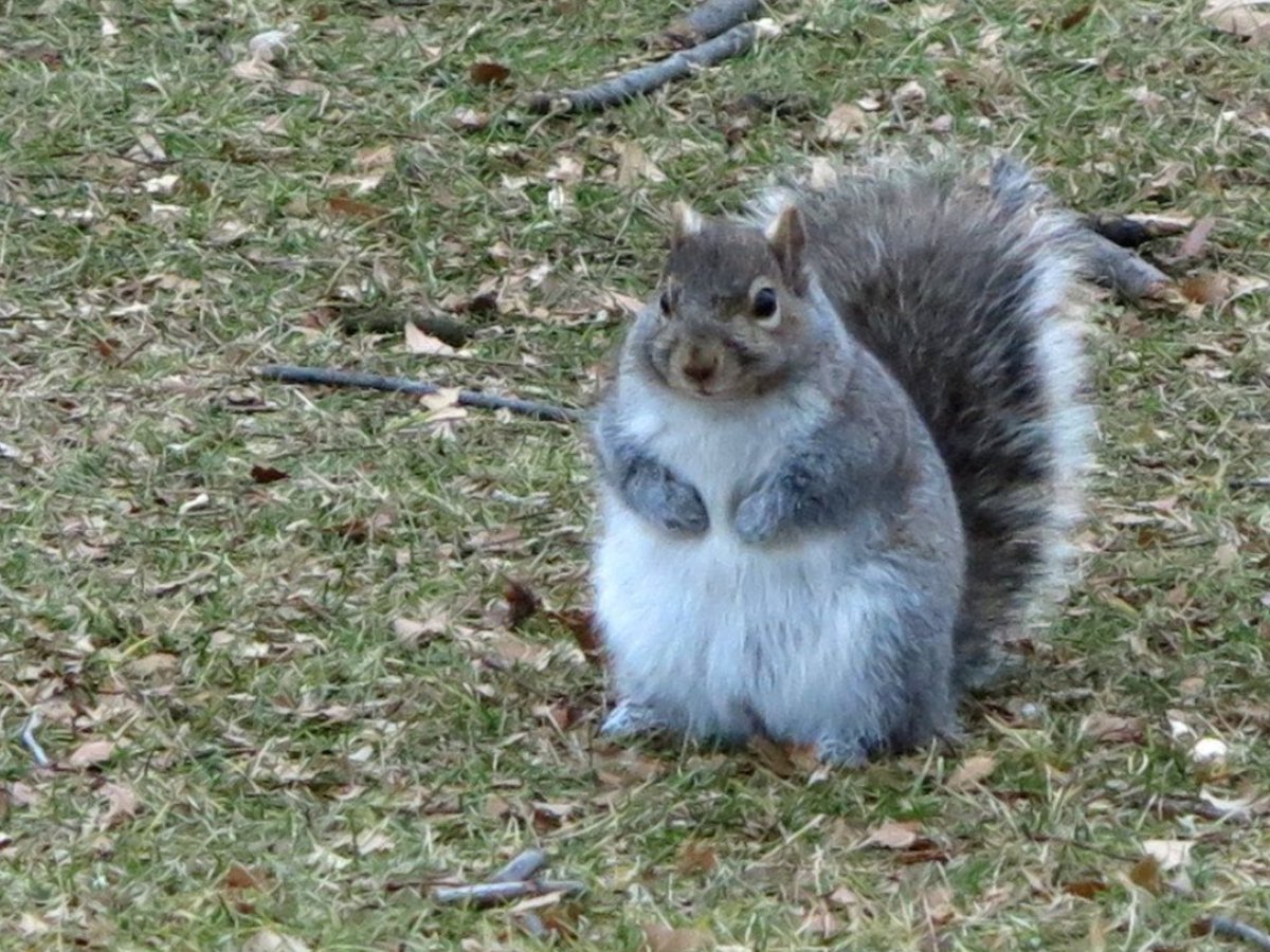 I'm not fat, I have a wide bone! - Squirrel, Animals, Bbw, Photo, Fullness