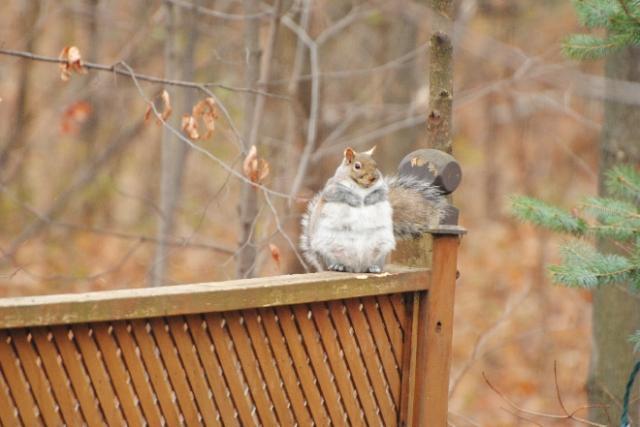 I'm not fat, I have a wide bone! - Squirrel, Animals, Bbw, Photo, Fullness